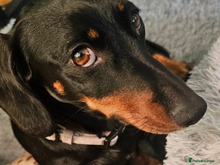 Miniature Dachshund dogs Miniature Daschund Puppies - Advert 16