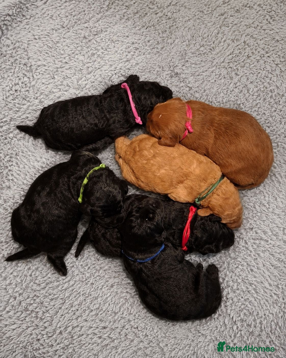 Labradoodle dogs 🌟Stunning Miniature Labradoodle Pups🌟 - Advert 1