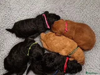Labradoodle dogs 🌟Stunning Miniature Labradoodle Pups🌟 - Advert 1