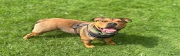 Mixed Breed dogs for sale: 6 month old Staffordshire bull terrier X bulldog in Hemel Hempstead - Advert 4
