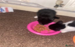 Mixed Breed cats for sale: Lovely 2 kittens - Image 3