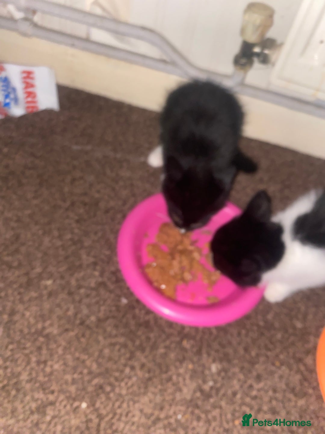 Mixed Breed cats for sale: Lovely 2 kittens - Image 3