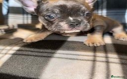 French Bulldog dogs for sale: Beautiful French bull dog puppies  - Advert 9