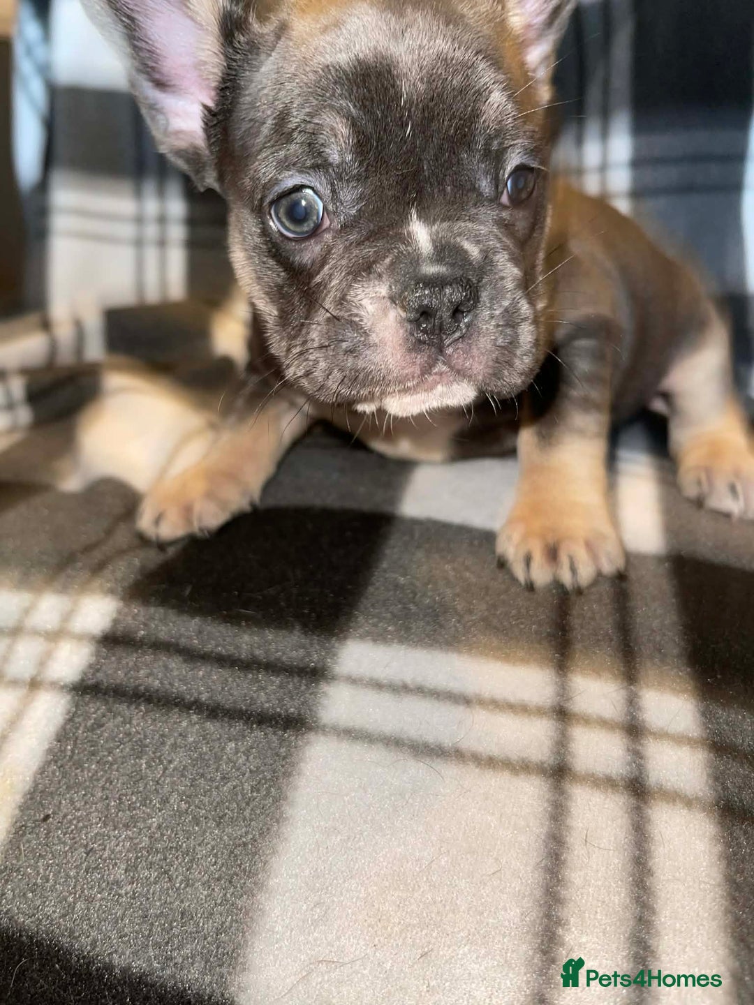 French Bulldog dogs for sale: Beautiful French bull dog puppies  - Advert 9