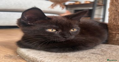 Maine Coon cats - Advert 12