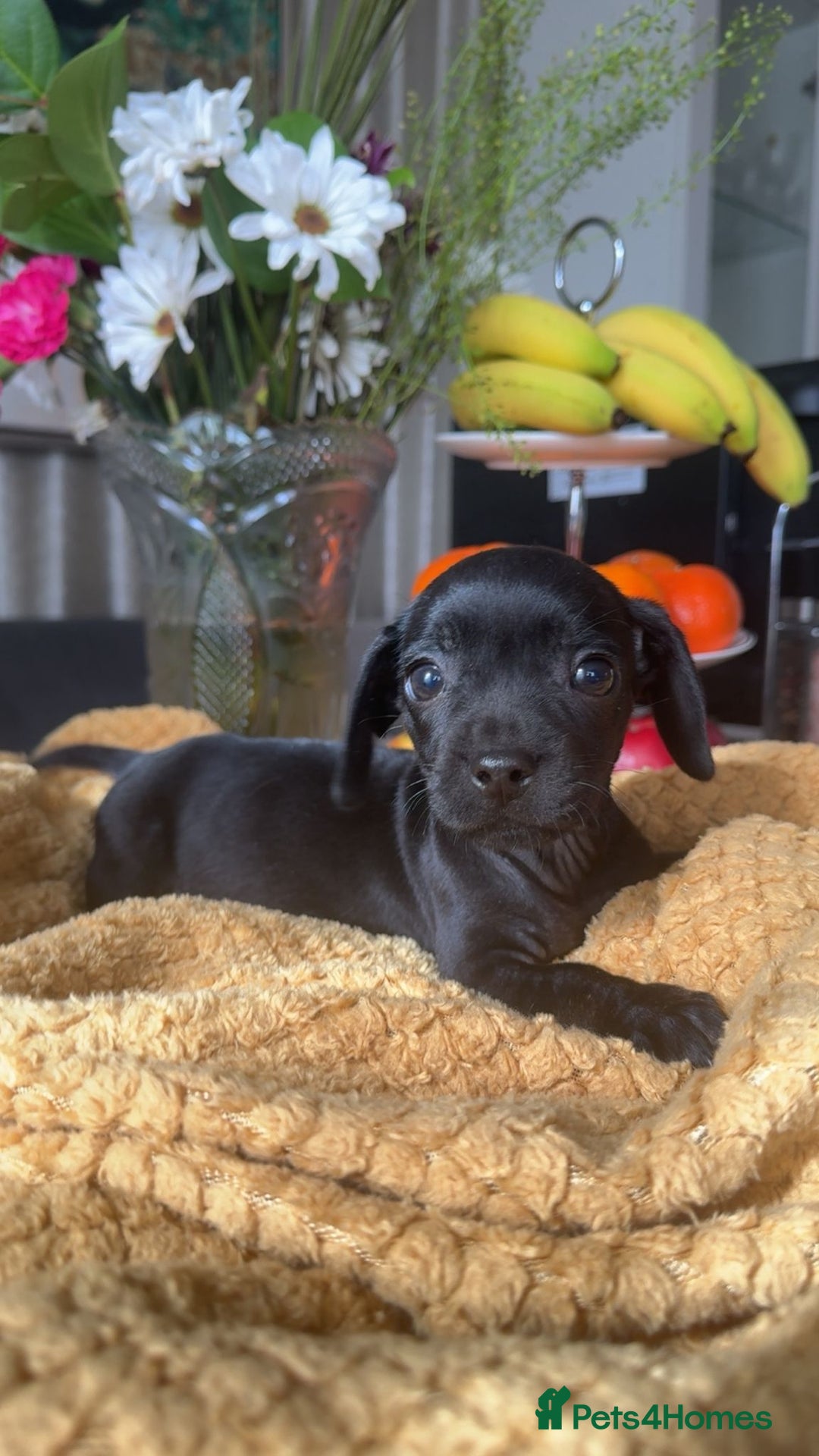 Mixed Breed dogs for sale: Dachshund and French bulldog mix - Image 4