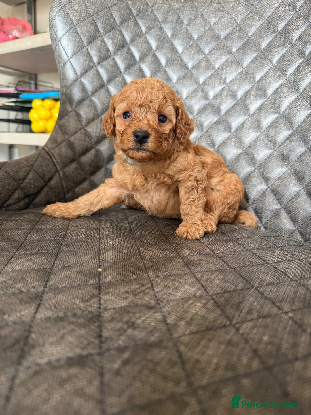 Toy Poodle dogs for sale: Adorable toy poodle’s pups  - Advert 2