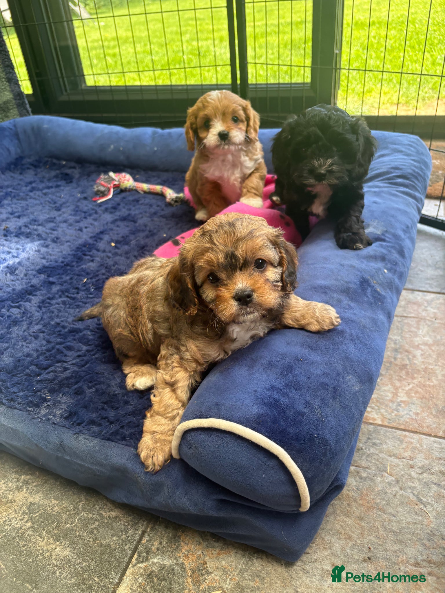 Cavapoo dogs Beautiful cavapoo puppies  - Advert 5