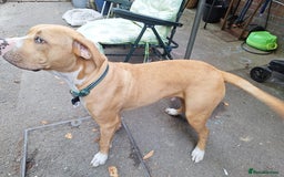 American Bulldog dogs for sale: Stunning American bulldog  - Image 2