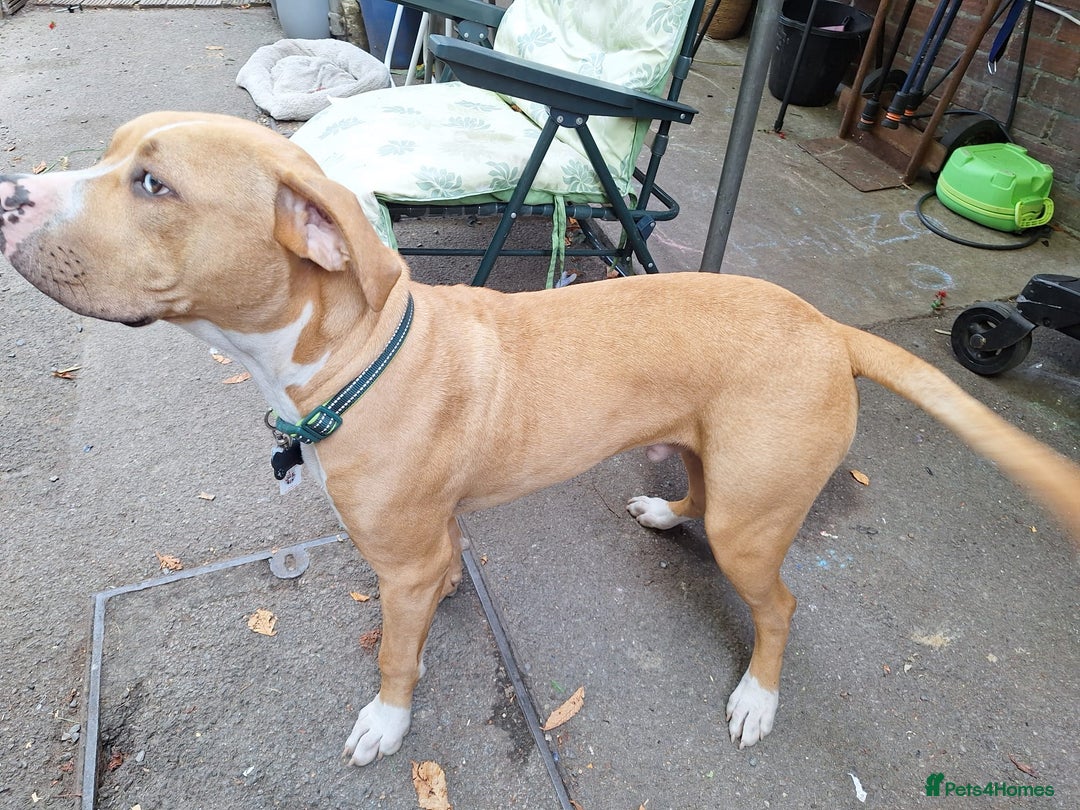 American Bulldog dogs for sale: Stunning American bulldog  - Image 2