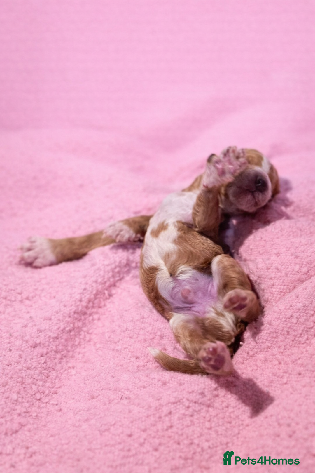 Standard Poodle dogs for sale: Exceptional Standard Poodle Puppies - Advert 11