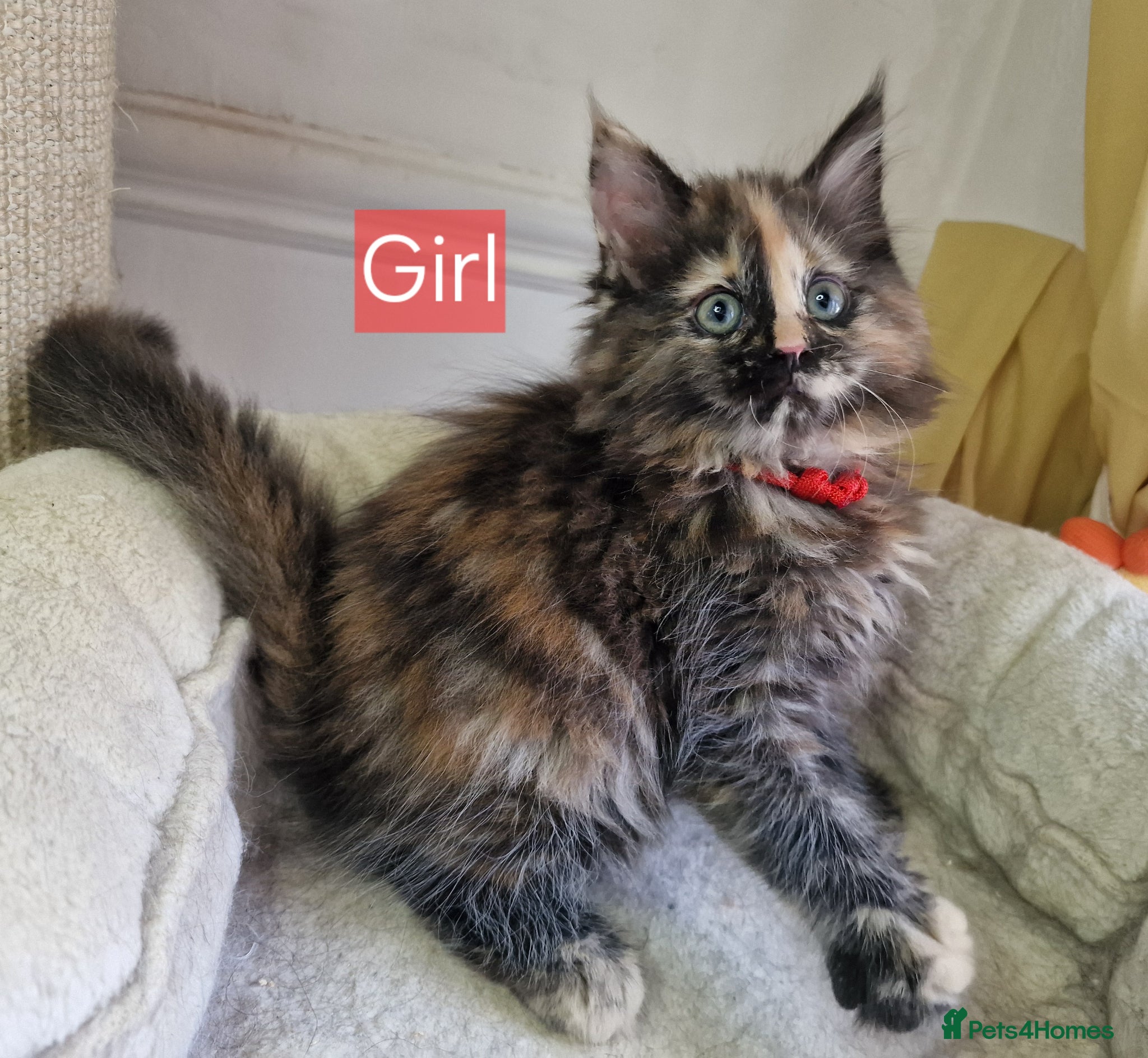 Maine Coon cats for sale: 8 maine coon kittens ready in Bury in Bury - Advert 11