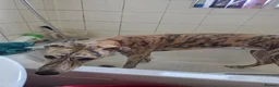 Mixed Breed dogs for sale: Greyhound/lurcher mixed with saluki  in Wakefield - Advert 3
