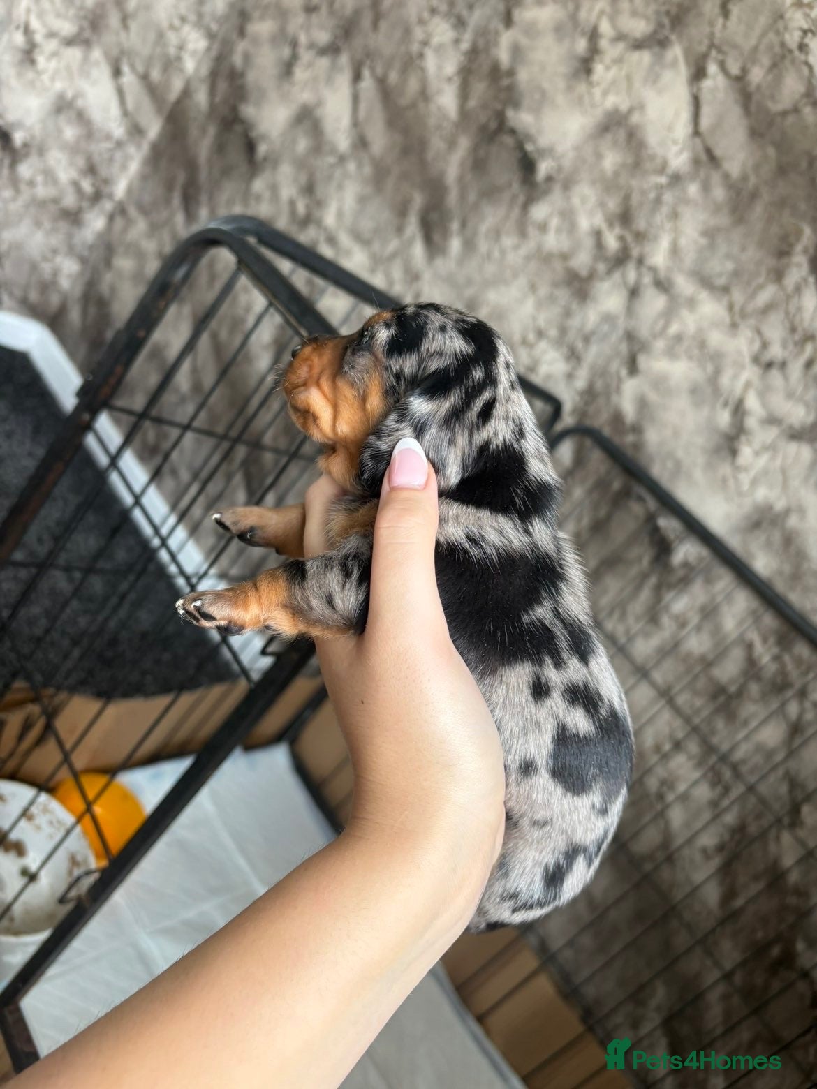 Dachshund dogs Dachshund puppies - Advert 5