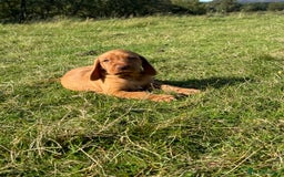 Hungarian Vizsla dogs for sale: Wirehaired Vizsla’s - Image 5