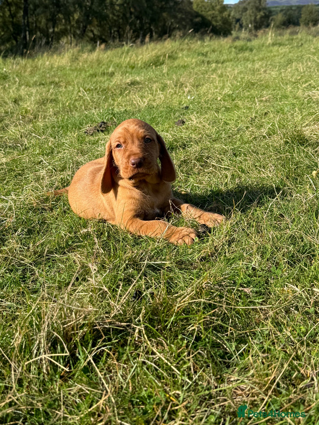 Hungarian Vizsla dogs for sale: Wirehaired Vizsla’s - Image 5