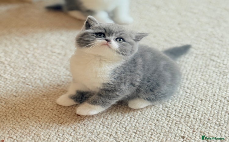British Shorthair cats - Advert 2