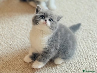 British Shorthair cats - Advert 24