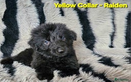 German Shepherd dogs for sale: 🔹️6 Health tested Pedigree gsp's available🔹️ - Image 2