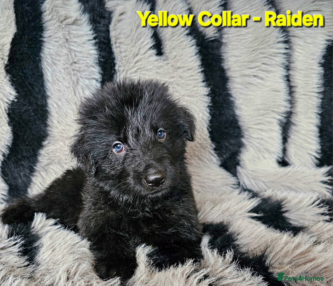 German Shepherd dogs for sale: 🔹️6 Health tested Pedigree gsp's available🔹️ - Image 2