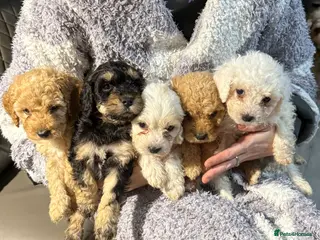 Mixed Breed dogs 8 Beautiful Cavapoochon Puppies - Advert 18
