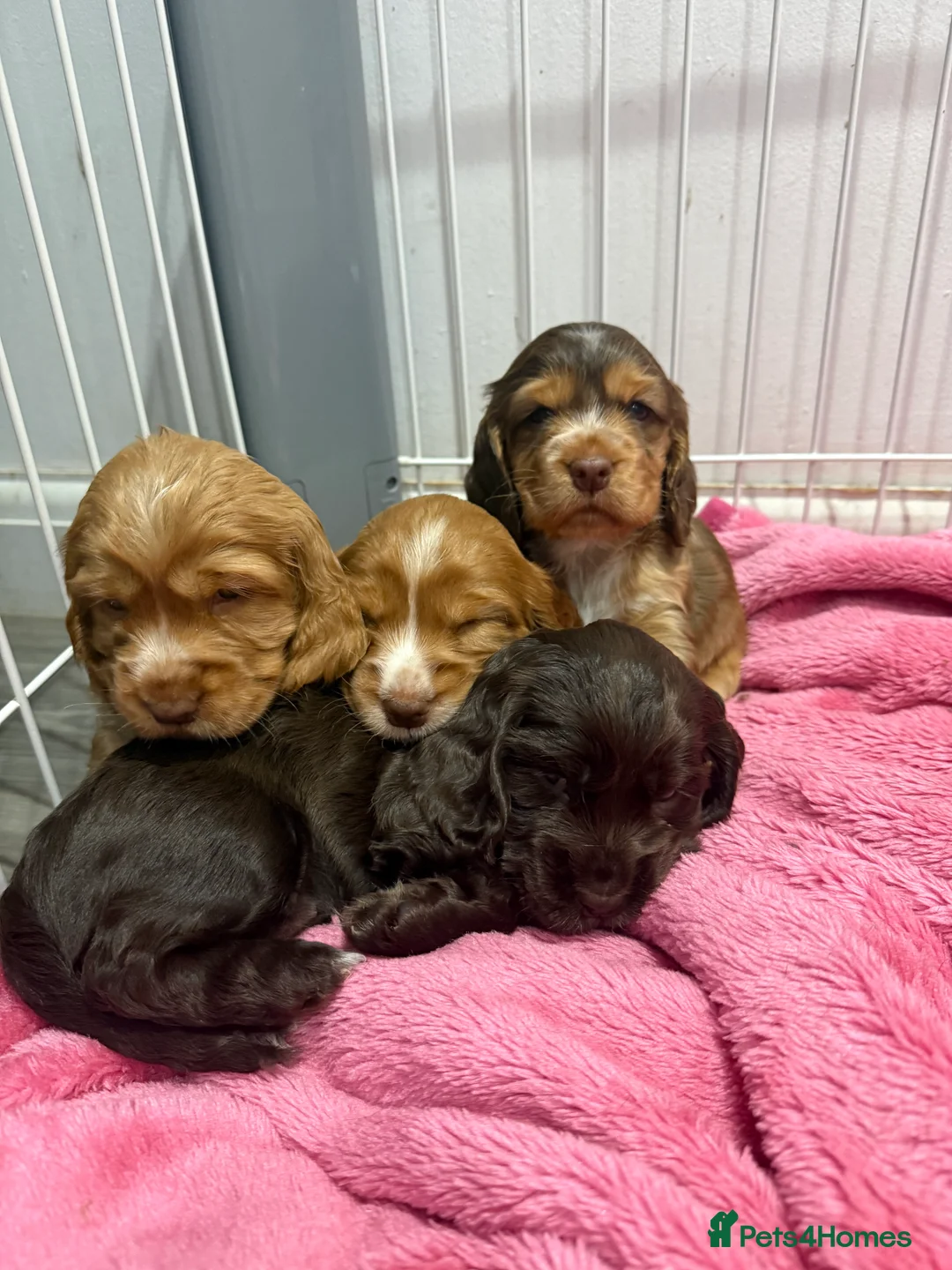 Cocker Spaniel dogs for sale: Health tested clear show cocker spaniel puppies - Advert 2