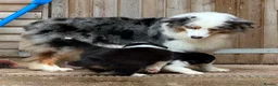 Australian Shepherd dogs for sale: Stunning Australian Shepherd Puppies  - Advert 15