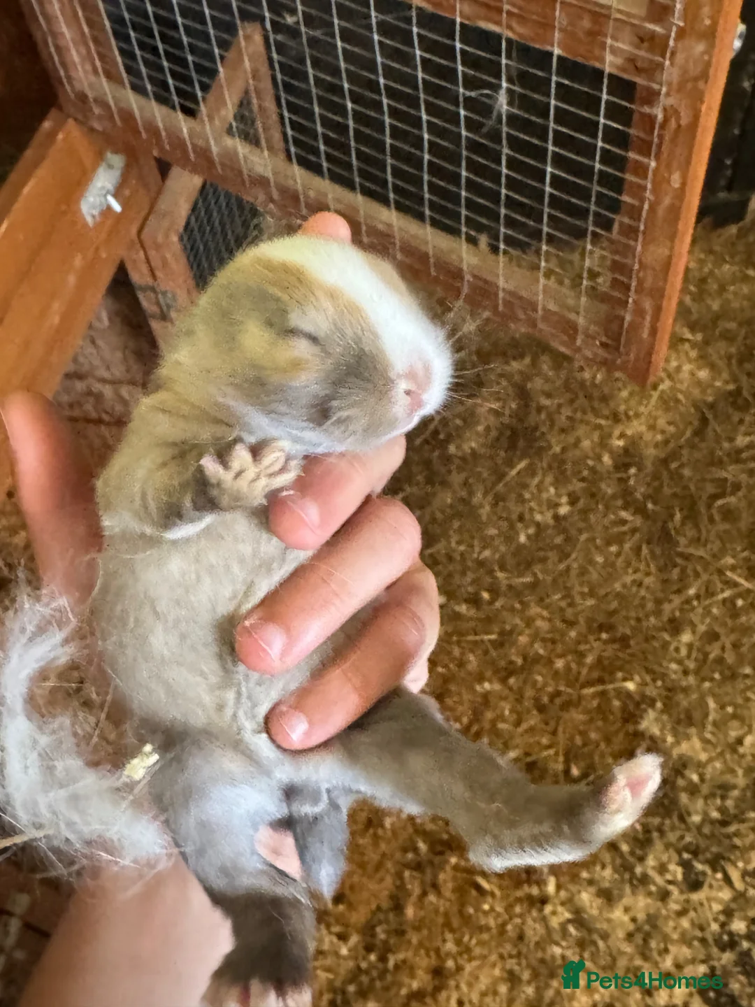 Mixed Breed rabbits for sale: Beautiful rabbits ready soon in Cambridge - Advert 4