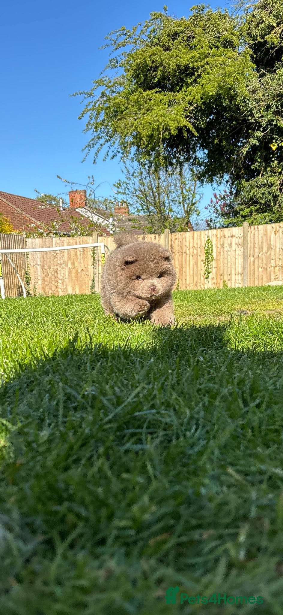 Chow Chow dogs READY lilac 🧸 best in 🇬🇧 not to be missed 🔥  - Advert 2