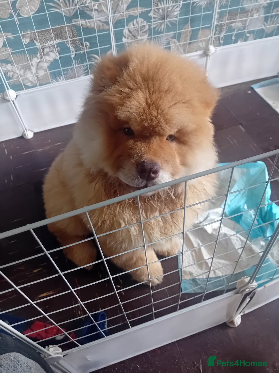 Chow Chow dogs for stud: Chowmazing  - Image 18