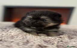 Pomeranian dogs for sale: KC Black&Tan Pom puppies stunning 🤩 🧡🖤 - Image 19