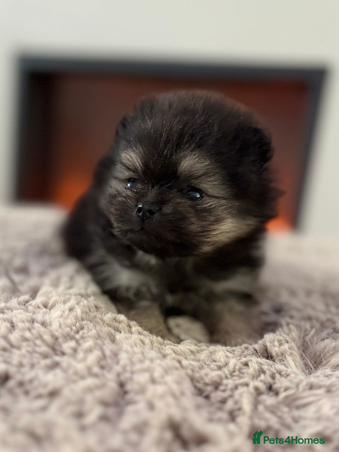 Pomeranian dogs for sale: KC Black&Tan Pom puppies stunning 🤩 🧡🖤 - Image 19