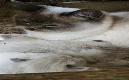 Ragdoll cats for sale: Female Ragdoll Cat - Advert 3