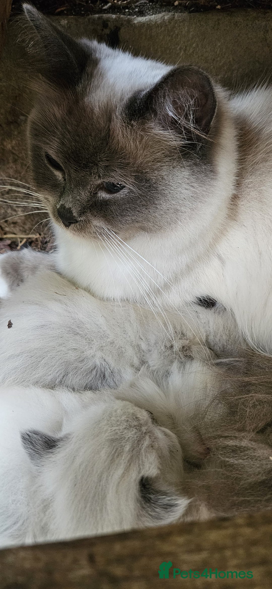 Ragdoll cats for sale: Female Ragdoll Cat - Advert 3