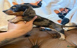 Miniature Dachshund dogs for sale: Stunning Silver & Chocolate Dapple Miniatures - Image 4