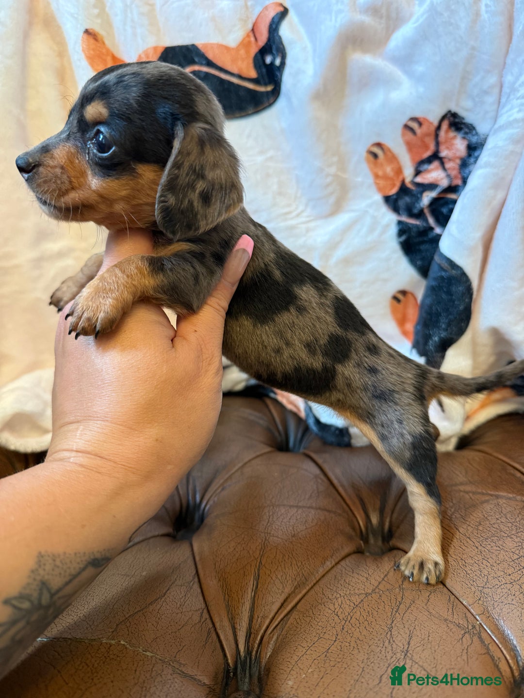 Miniature Dachshund dogs for sale: Stunning Silver & Chocolate Dapple Miniatures - Image 4