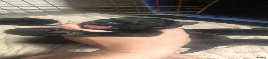 Mixed Breed Puppy 9
