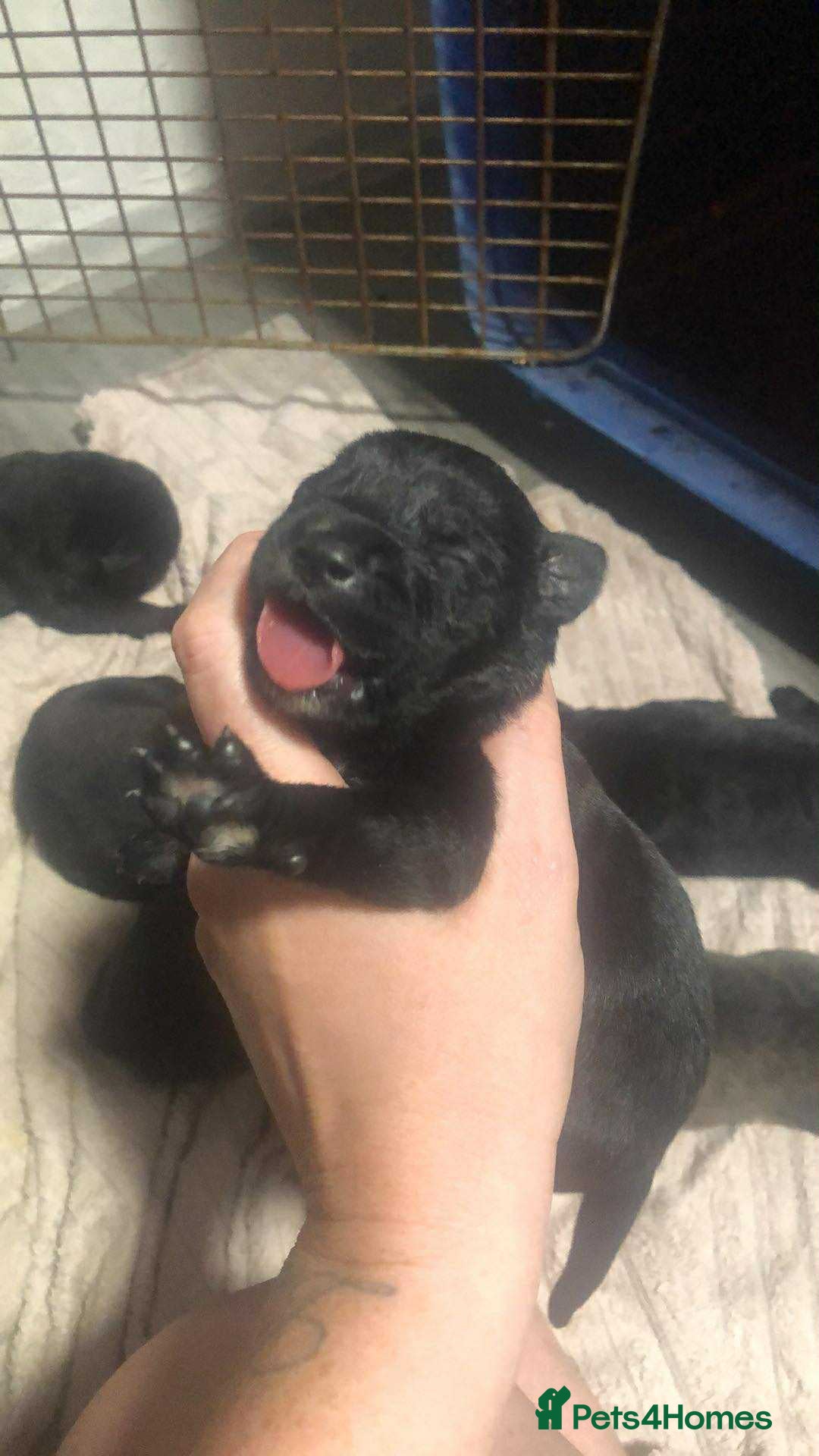 Mixed Breed dogs for sale: Cane corso cross German shepherd puppy’s  - Image 16