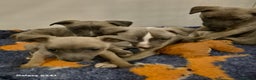 Whippet dogs for sale: Stunning whippet puppies  - Advert 3