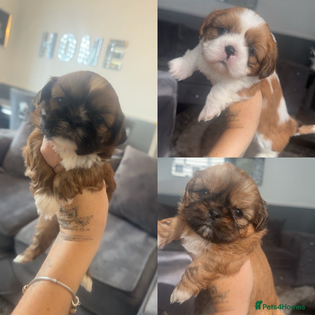 Shih Tzu dogs Stunning chocolate imperial Shih Tzu puppies  - Advert 1