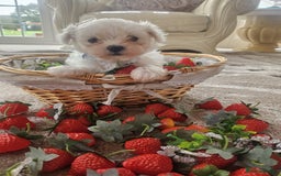 Maltese dogs for sale: Maltese puppies pedigree - Image 6
