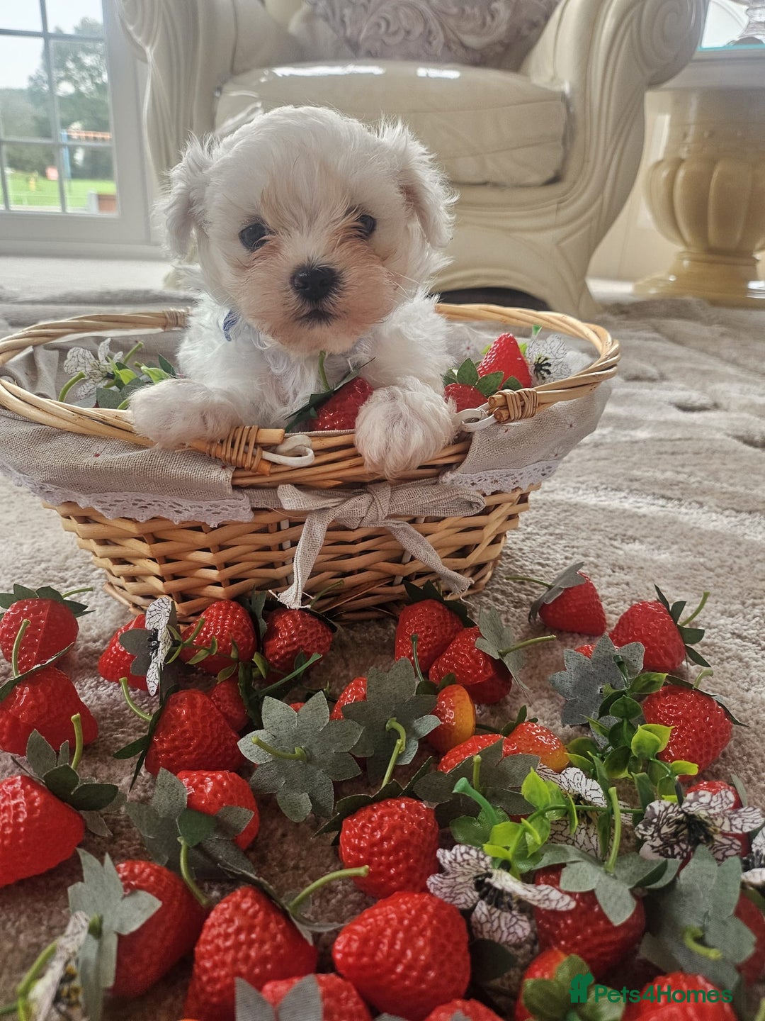 Maltese dogs for sale: Maltese puppies pedigree - Image 6