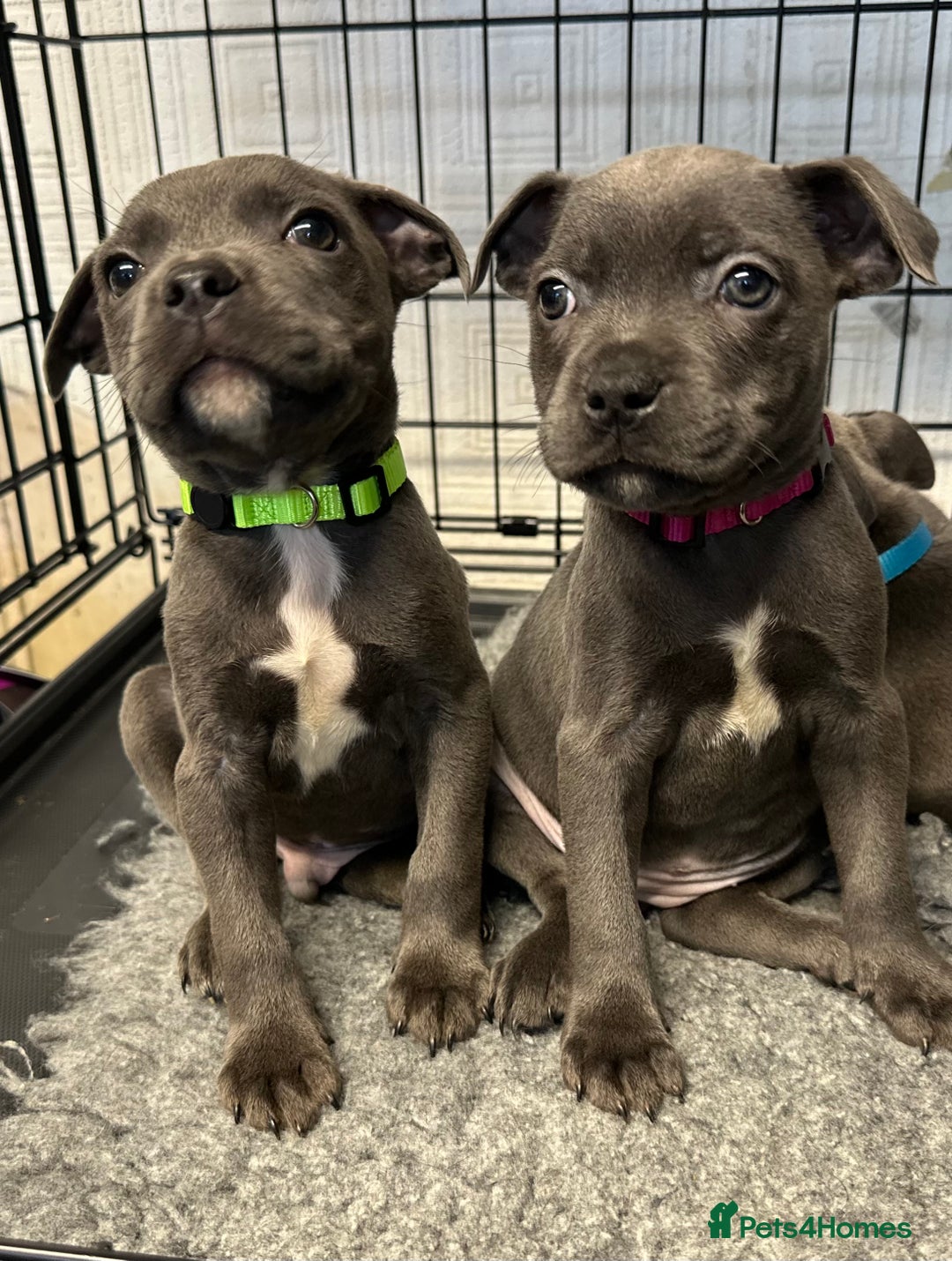 Staffordshire Bull Terrier dogs for sale: KC ⭐️Champion⭐️ bloodline Staffy Ready to leave - Advert 14