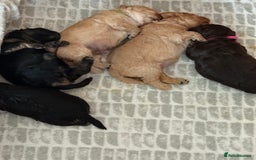 Cavapoo dogs for sale: Stunning F1 Cavapoo Puppies  - Image 10