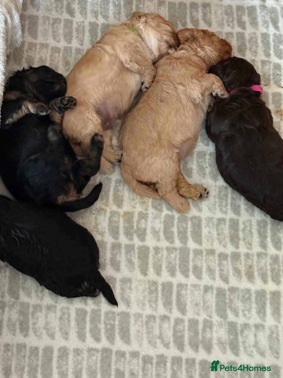 Cavapoo dogs for sale: Stunning F1 Cavapoo Puppies  - Image 10