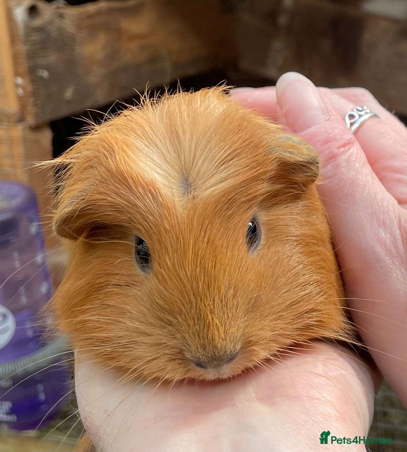 Guinea Pig rodents Baby sow/girl guinea pigs babies - Advert 18