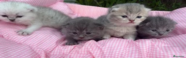 Scottish Fold 1