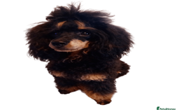 Cockapoo dogs for stud: Pra clear Kc reg phantom toy poodle for stud in Manchester - Image 1