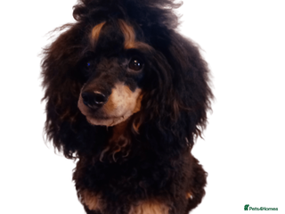 Cockapoo dogs Pra clear Kc reg phantom toy poodle for stud in Manchester - Advert 18