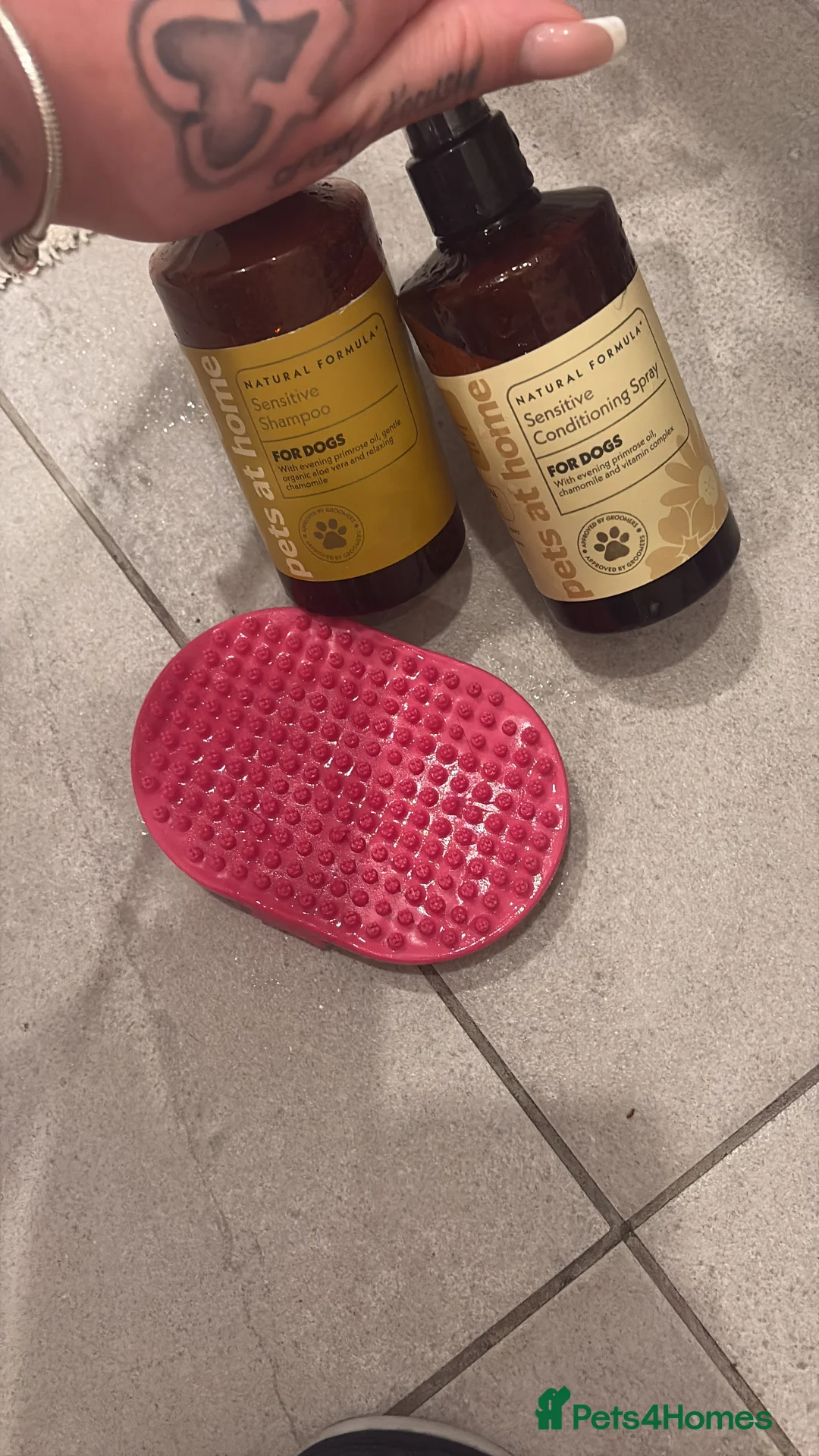 Miniature Dachshund dogs for sale: Long haired mini dachshund looking for forever hom - Advert 5